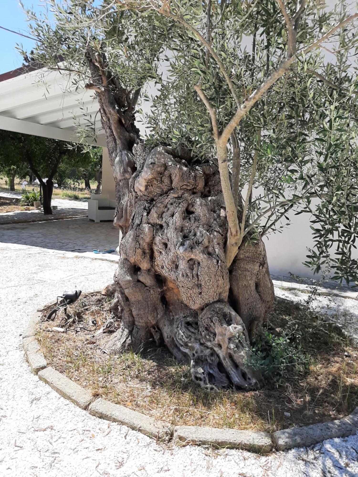 Tenuta Pizzi San Pietro Vernotico Dış mekan fotoğraf