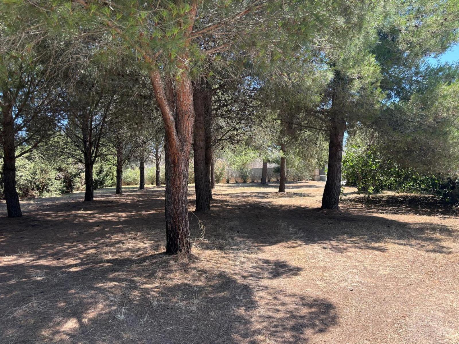Tenuta Pizzi San Pietro Vernotico Dış mekan fotoğraf